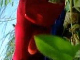 Hot Tamil couple gets naughty in the great outdoors